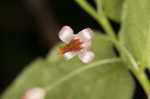 Southern mountain cranberry